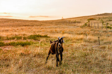 A young goat grazes in a meadow at sunset