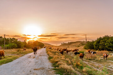 Fototapeta na wymiar A herd of cows are walking along a country road at sunset