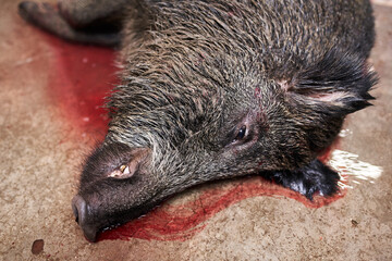 Feral pig shot in the head