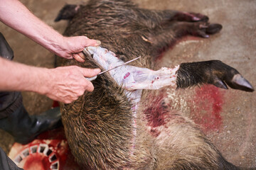 Hunter skinning feral pig