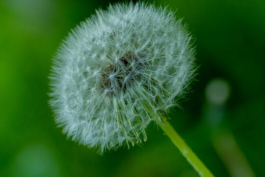 dmuchawiec na łące, wiosna 2021 / Mniszek lekarski / Sonchus arvensis L.