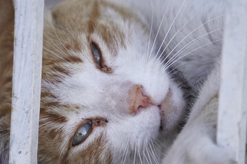 yellow cat with white resting on the ground and details of the face