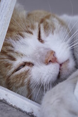 yellow cat with white resting on the ground and details of the face