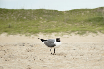  black and white seagull (Leucophaeus) standing on a sandy beach with green grass in the background