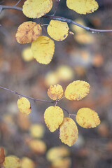 autumn leaves on the ground