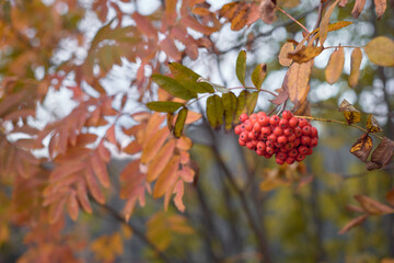 Ashberry and the autumn leaves background