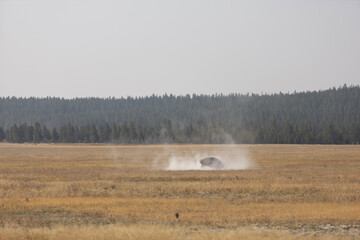morning in the forest