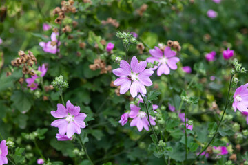 Obraz na płótnie Canvas Pink mallow flowers