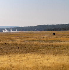 landscape with bales