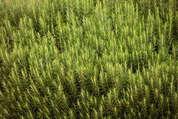 green rosemary Bush close-up, background