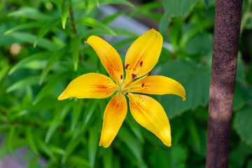 one flower of a beautiful yellow lily. High quality photo
