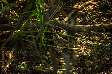 Bird in the forest