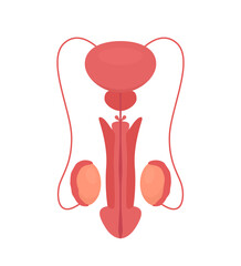 Male reproductive system anatomy. Vector illustration isolated on white background.