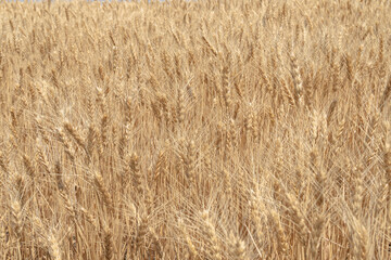Beautiful wheat field, useful for backgrounds