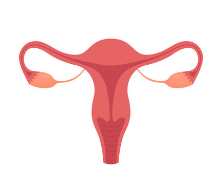 Female reproductive system anatomy. Vector illustration isolated on white background.