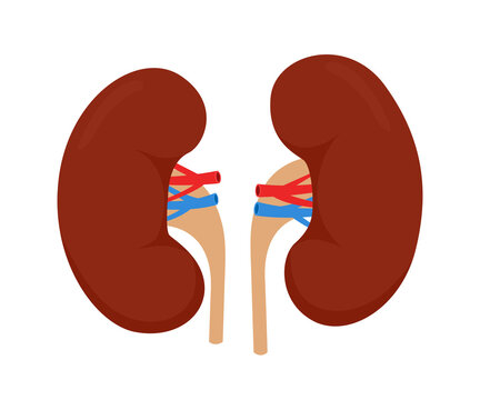Vector illustration of human kidney. Human internal organ. Isolated on white background.