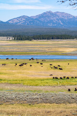 Fototapeta na wymiar Herd of bison by the river, in Hayden Valley area of Yellowstone National Park