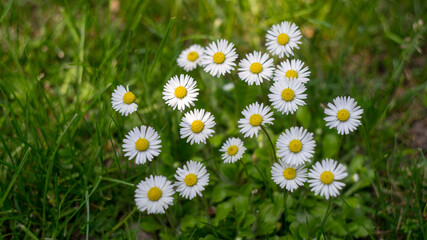 daisies in a field
