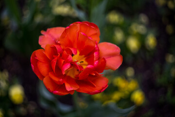 red and yellow tulips
