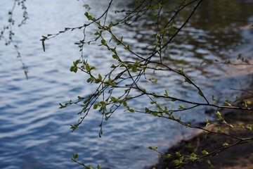 Birch branches on the shore of Lake Onega
