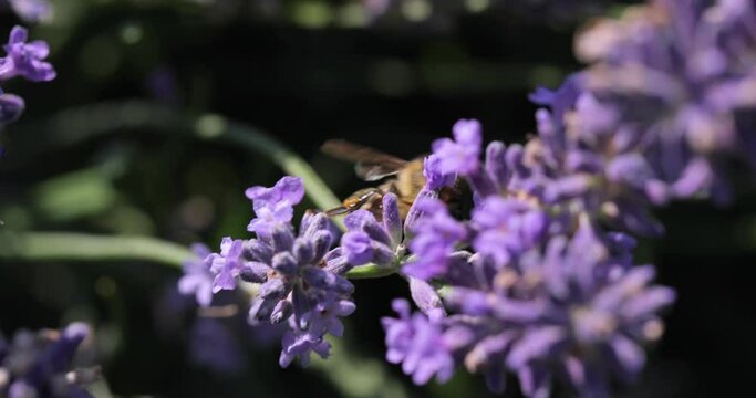 Lavender flower visiter by bees