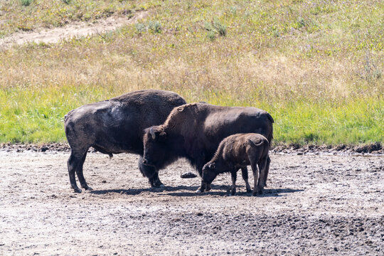 Bison Family In Yellowstone National Park