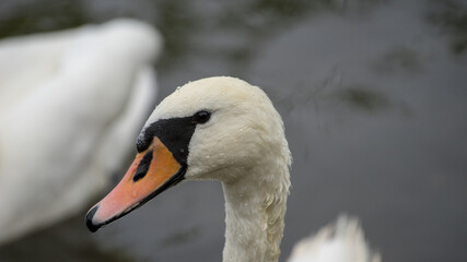 łabędź nad jeziorem mazury polska © Konrad