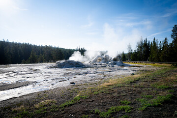 Grotto Geyser in Yellowstone National Park USA