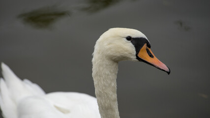 łabędź nad jeziorem mazury polska © Konrad