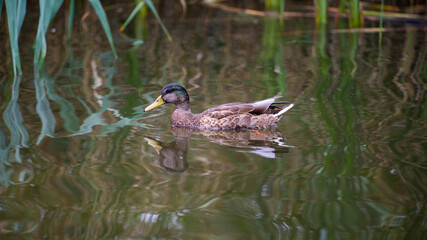 kaczka w jeziorze mazury polska © Konrad