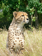 Cheetah in a zoo environment