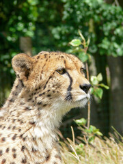 Cheetah in a zoo environment