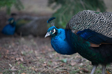 paw w parku warszawa łazienki kr&oacute;lewkie