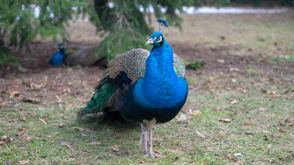 peacock in the park Warszawa Łazienki Kr&oacute;lewskie