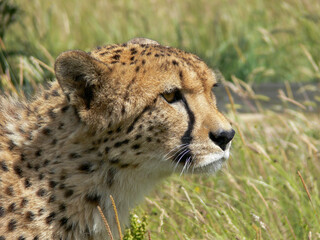 Cheetah in a zoo environment