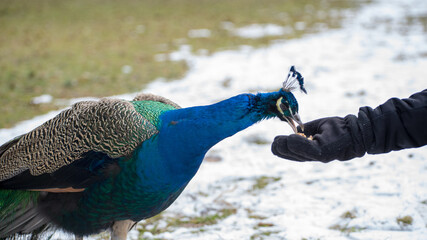 karmienie pawia Warszawa Łazienki Kr&oacute;lewskie