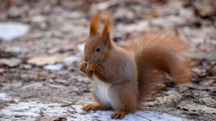 squirrel in the park Warsaw