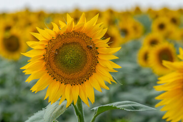 Obraz premium Close-up of a bright yellow sunflower with two bees on a background of blurred sunflowers with copy space