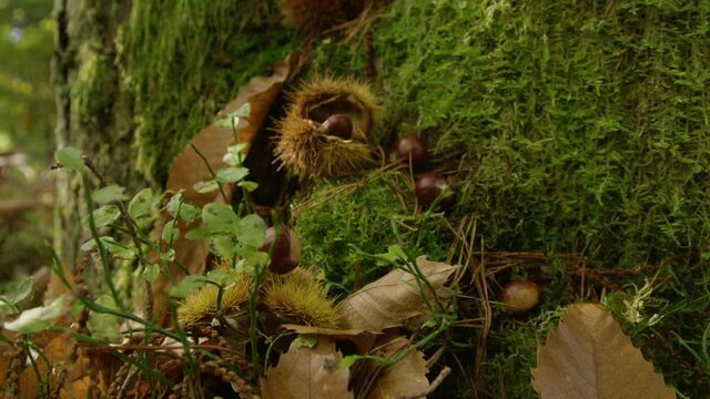 CLOSE UP: Spiky chestnut shells and ripe kernels lie on the mossy forest floor. Chestnuts lie scattered around the lush green woodland ground in fall. Shiny chestnuts are lying in the vibrant moss.