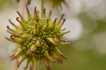 Fruto de liquidambar