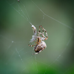 fat spider has just caught its prey in a spider web