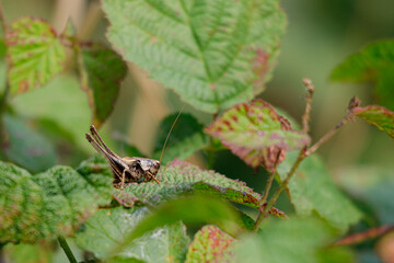 brown grasshopper sits on a green leaf