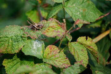 brown grasshopper sits on a green leaf