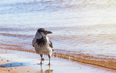 A crow on the sandy beach on a sunny day.