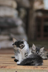 Fototapeta na wymiar Cute kitten playing with her brother. Kitten stock photo.
