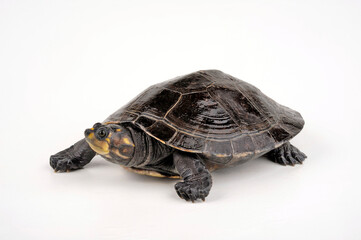 Terekay-Schienenschildkröte // Yellow-spotted river turtle (Podocnemis unifilis)
