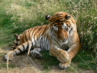 a photo of a full body of a tiger