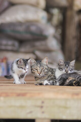 Obraz premium Cute kittens playing with her sibling in front of their mother. Kitten stock photo.