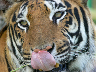 Close up of a tiger face