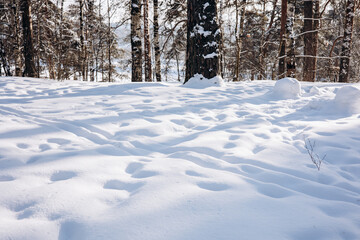 Beautiful landscape of snowy winter forest in sunny frosty day
